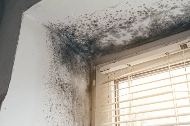 Affordable Mold Remediation solutions in Jarratt, VA