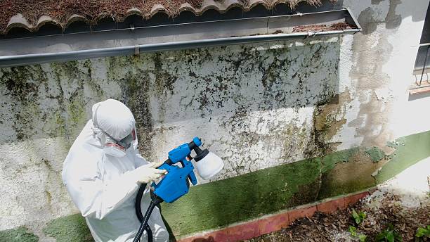 Trusted Attic Mold Removal service in Jarratt, VA - Cheap Mold Removal